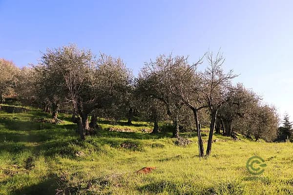 Finca rustica di 0,843 ha per vendita a Liguria