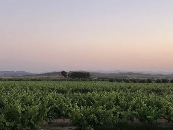 Finca agrícola de 32 ha en venta en Tobarra, Albacete