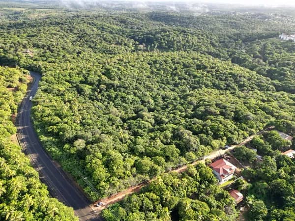 Fazenda florestal de 13,5 ha para venda em Bahia