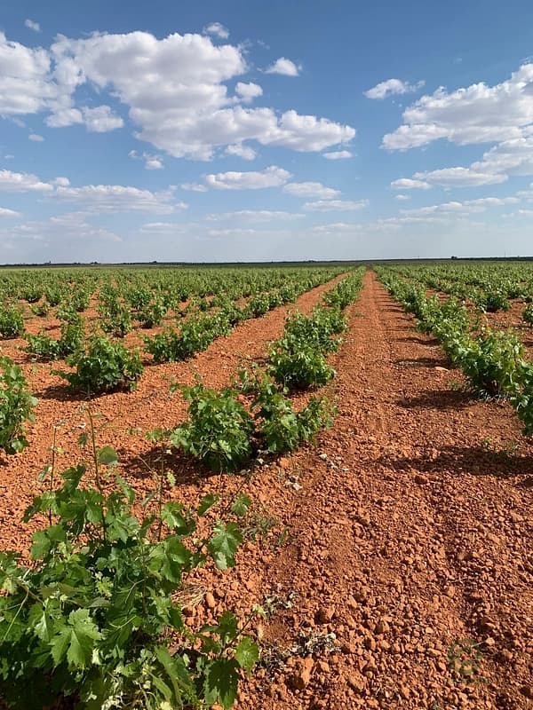 Finca agrícola de 3,6788 ha en venta en Ciudad real