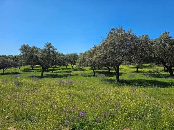 Finca rústica de 696 ha en venta en Córdoba
