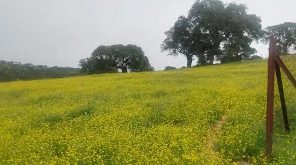 Finca rústica de 80 ha en venta en Córdoba