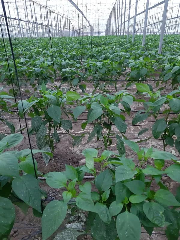 Finca agrícola de 0,7392 ha en venta en Motril, Granada