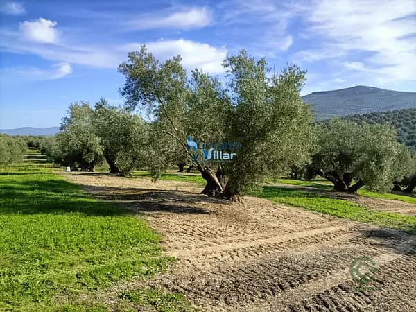 Finca agrícola de 1,788 ha en venta en Jaén