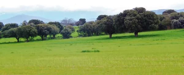 Finca rústica de 300 ha en venta en Segovia