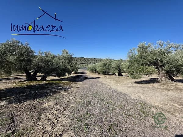Finca agrícola de 0,5 ha en venta en Baeza, Jaen