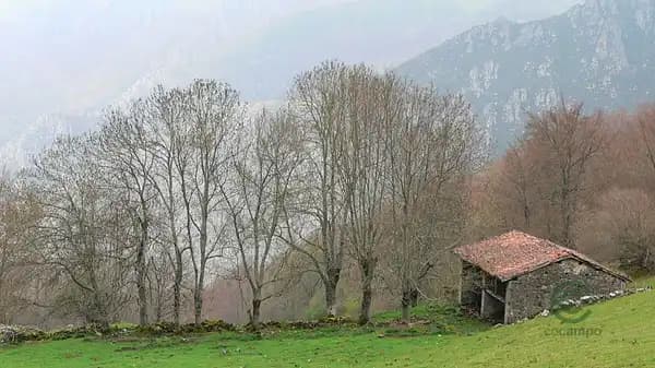 Finca rústica de 15,56 ha en venta en Asturias