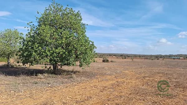 Finca agrícola de 1,9542 ha en venta en Islas baleares