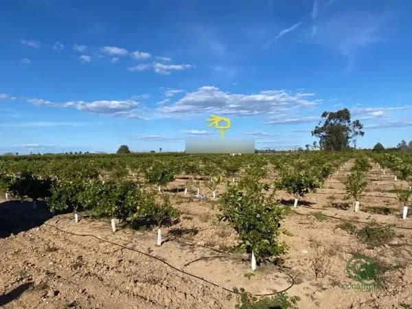 Finca agrícola de 26 ha en venta en Polinya de xuquer, Valencia