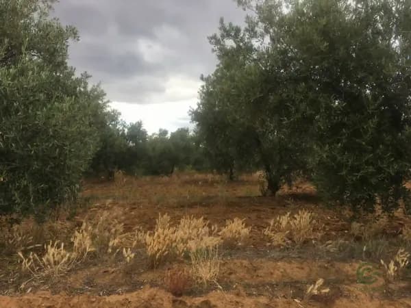 Finca agrícola de 1,5 ha en venta en Sevilla
