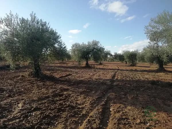 Finca rústica de 1,6 ha en venta en Cáceres
