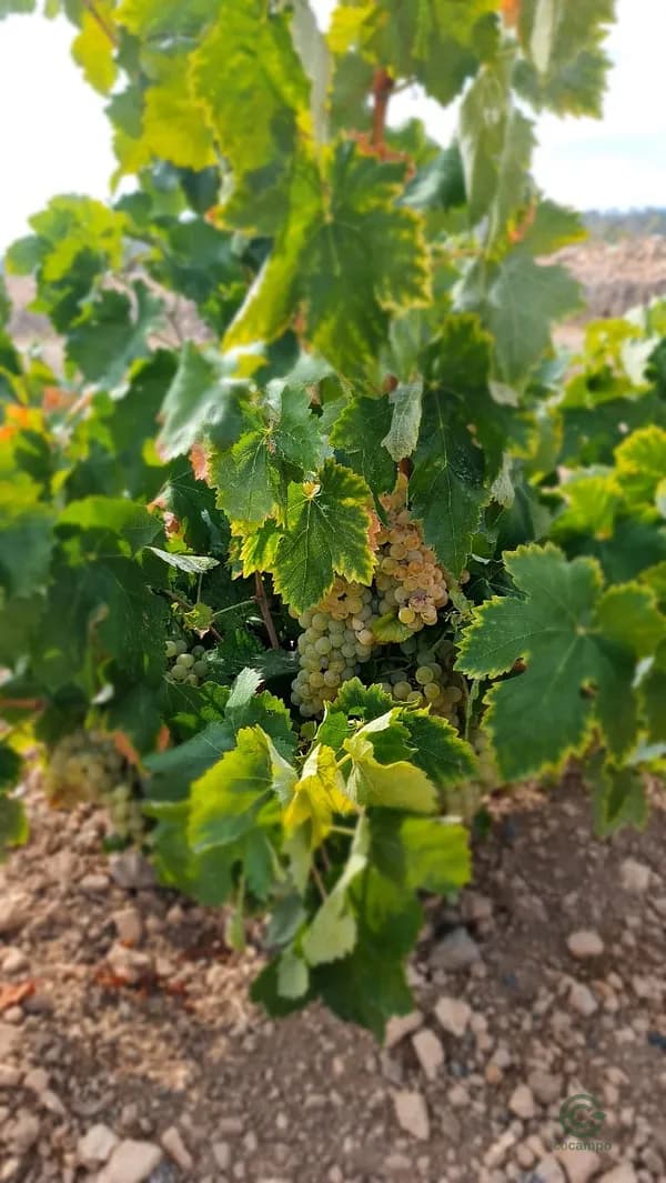 Finca agrícola de 0,98 ha en venta en Abanilla, Murcia