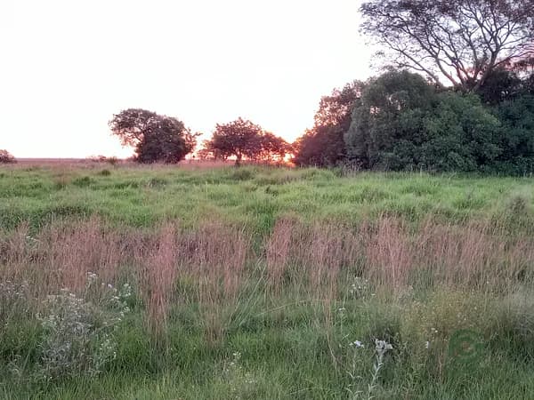 Finca rústica de 1518 ha en venta en Corrientes