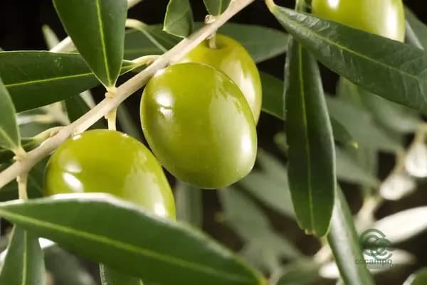 Finca agrícola de 0,25 ha en venta en Córdoba