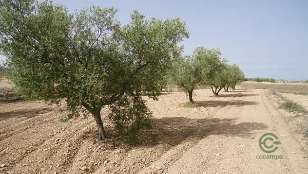 Finca rústica de 6,0205 ha en venta en Murcia