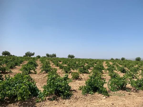 Finca agrícola de 0,51 ha en venta en Madrid
