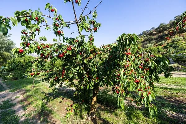 Finca rústica de 0,185 ha en venta en Granada