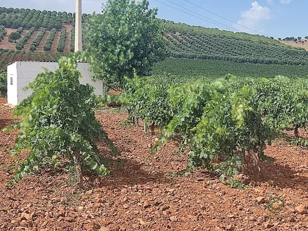 Finca agrícola de 6,5 ha en venta en Ciudad real