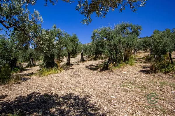 Finca agricola di 1,99 ha per vendita a Lazio
