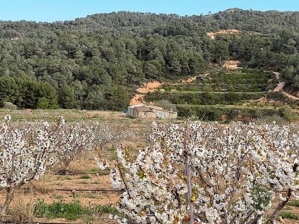 Finca agrícola de 8,6 ha en venta en Tarragona