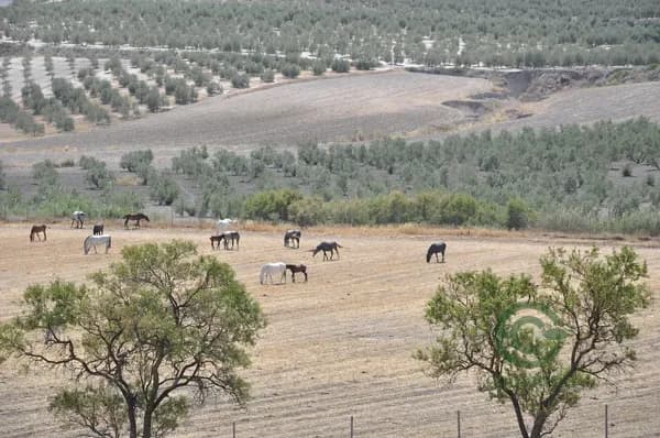 Finca rústica de 18 ha en venta en Sevilla