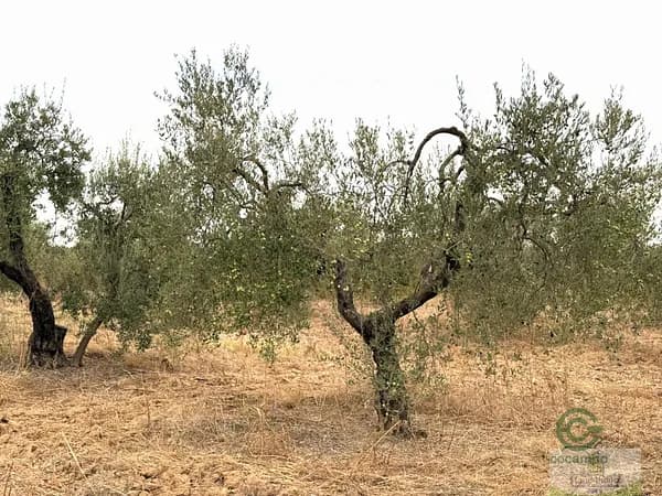 Finca agrícola de 0,5743 ha en venta en Bollullos par del condado, Huelva