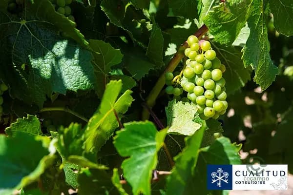 Finca agrícola de 19,35 ha en venta en Castellón