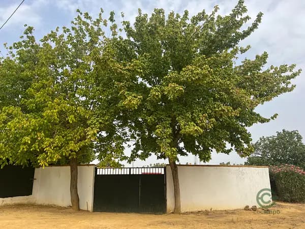 Finca rústica de 7 ha en venta en Sevilla