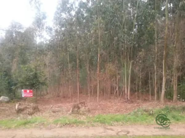 Finca rústica de 0,18 ha en venta en Barro, Pontevedra