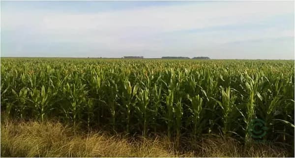 Finca rústica de 1951 ha en venta en Santa fe