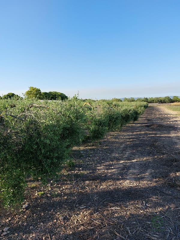 Finca agrícola de 3 ha en venta en Tarragona