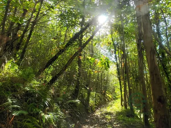 Finca rústica de 3 ha en venta en Asturias