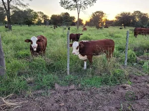Finca rústica de 4216 ha en venta en Formosa