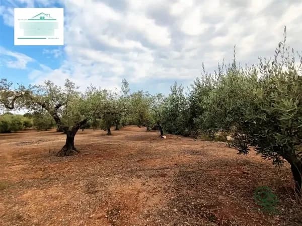 Finca agrícola de 0,88 ha en venta en Calig, Castellon