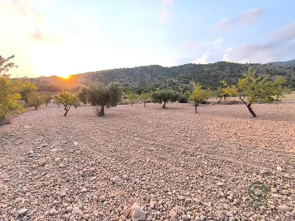 Finca agrícola de 0,48 ha en venta en Pinoso, Alicante