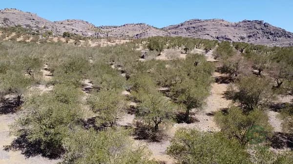 Finca agrícola de 0,4293 ha en venta en Álora, Málaga