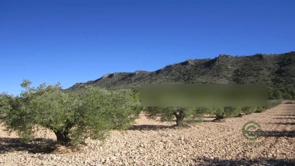 Finca agrícola de 0,62 ha en venta en Yecla, Murcia