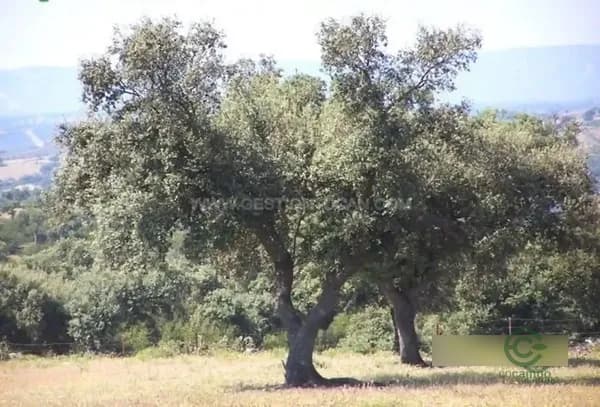 Finca rústica de 280 ha en venta en Alcantara, Caceres