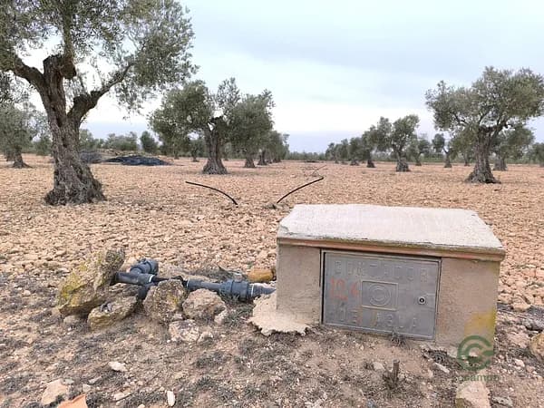 Finca rústica de 2,4 ha en venta en Murcia