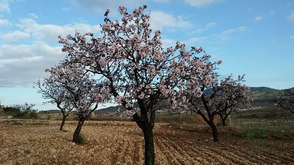 Finca rústica de 1,2 ha en venta en Hondon de las nieves, Alicante