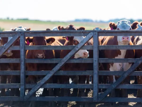 ¿Qué es la ganadería intensiva y cuál es su huella de carbono?