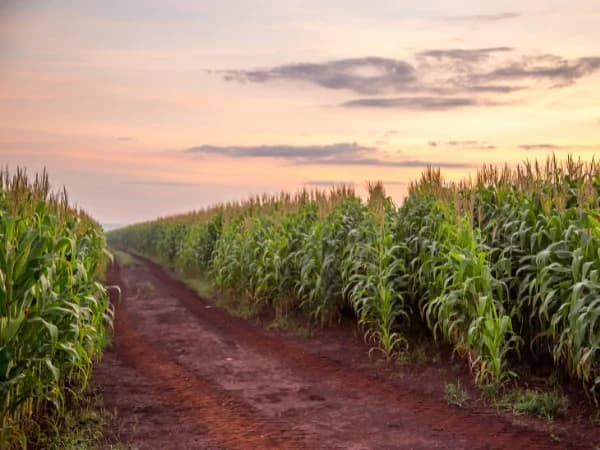 Usucapião rural: requisitos e passos a seguir