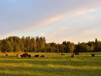 Vacas pastando no campo.