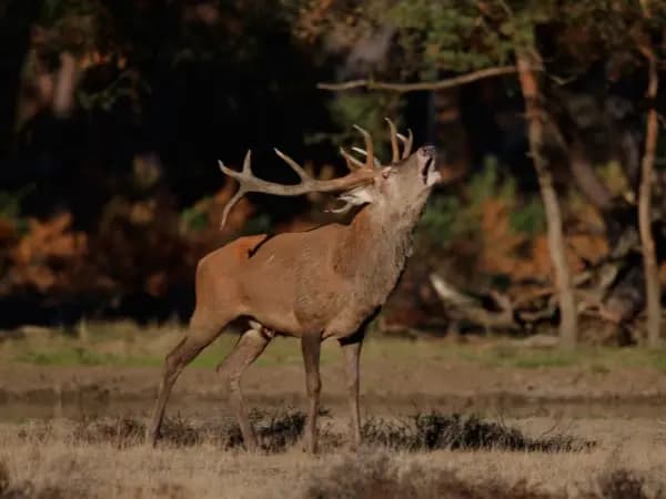 Los 10 mejores sitios para ver la berrea del ciervo