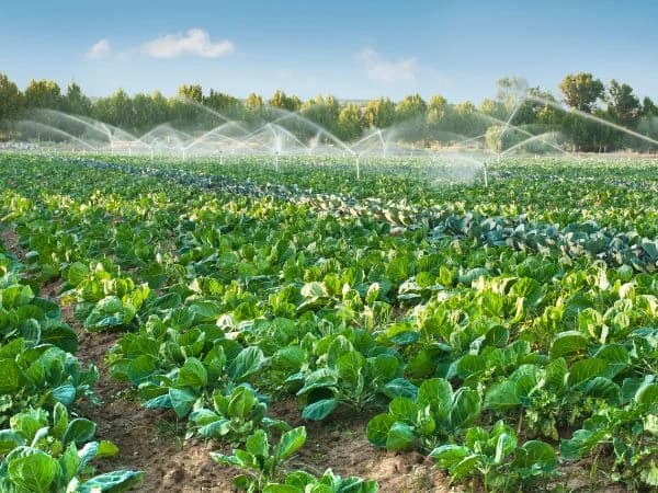 Agricultura de regadío: todo lo que necesitas saber