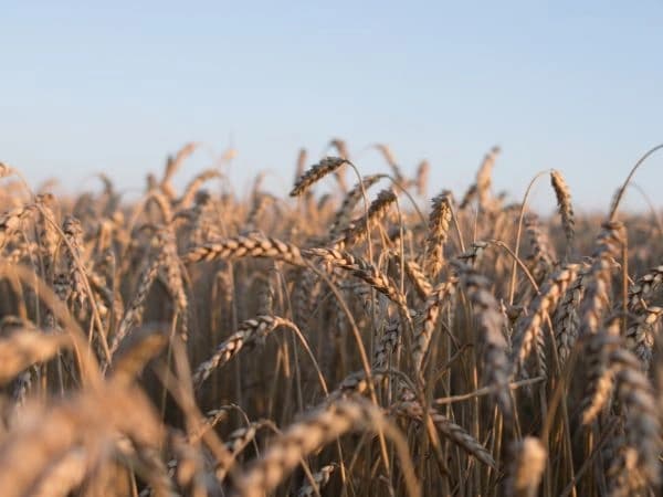 Agricultura de secano: todo lo que necesitas saber