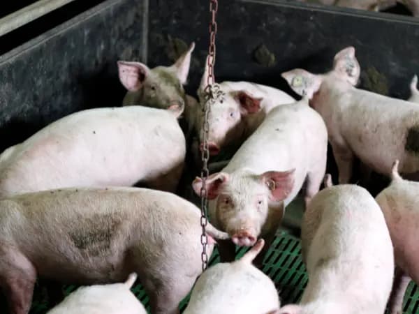 Ganadería intensiva: qué es y sus efectos en el medio 