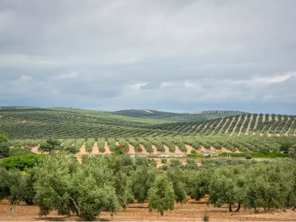 Precio de terreno rústico en Extremadura