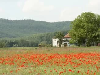 Primer plano de un campo de flores con todo lo que se puede construir en terreno rústico de fondo