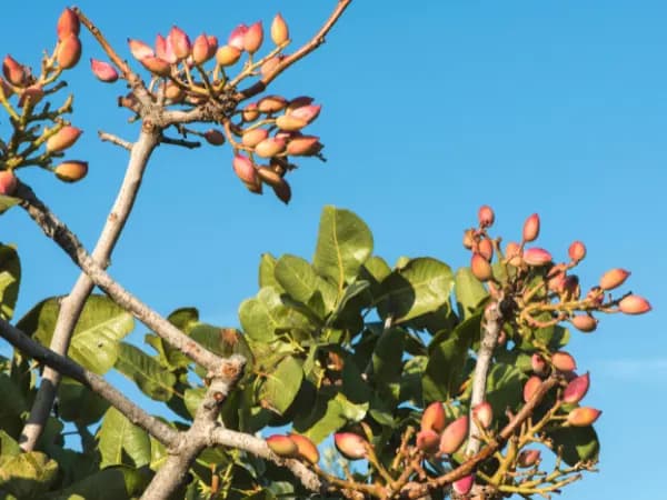 ¿Cuáles son las principales subvenciones para plantar pistachos?